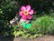 In the Breeze 2694 - 19 Inch Pink Sunflower Wind Spinner with Leaves - Colorful Flower for your Yard and Garden